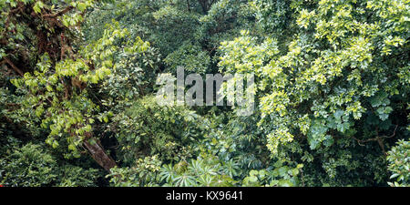 Tree top views taken from the hanging bridges over Monteverde Cloud forest reserve. Stock Photo