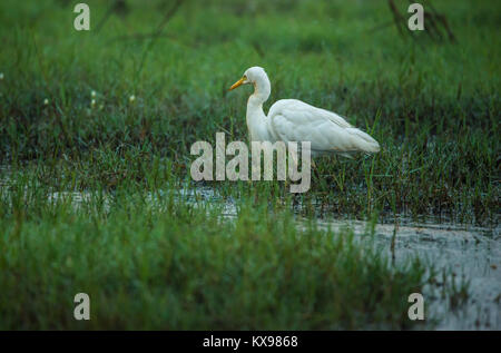 A white egret bird in search of fish at a paddy field in early morning Stock Photo