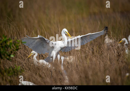 White Egret showing off his territory to the flock Stock Photo