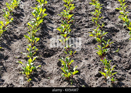 Sprouts of young beet grows on the bed, the first spring harvest Stock Photo