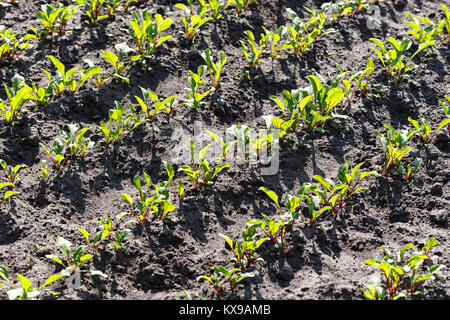 Young beet grows on beds in the garden, agricultural work Stock Photo