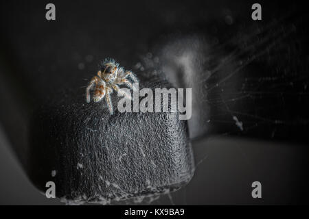 Jumping Spider Stock Photo