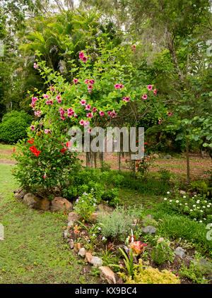Climbing plant, Allamanda blanchettii with mass of red / purple flowers and green foliage growing on arch in Australian garden Stock Photo