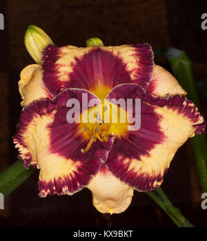 Spectacular flower of daylily cultivar Hemerocallis 'Open My Eyes', with apricot and dark red petals and yellow throat on dark background Stock Photo