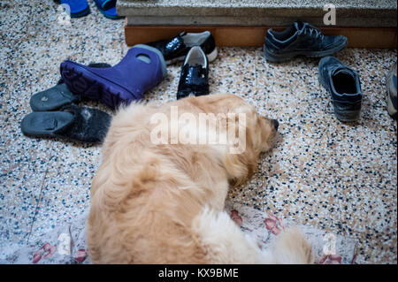 dog sleeps on the floor between the shoes of the family Stock Photo