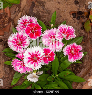 Cluster of colourful perfumed flowers, with streaked red / pink and white petals, of Dianthus barbatus, Sweet William, Stock Photo