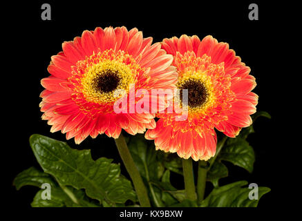 Stunning double vivid orange flowers and dark green leaves of Gerbera, Lifestyle series, on black background Stock Photo