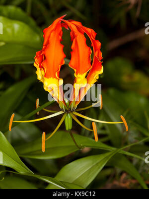 Beautiful & unusual orange and yellow flower and green leaves of gloriosa lily, Gloriosa superba, a climbing plant / Australian weed species