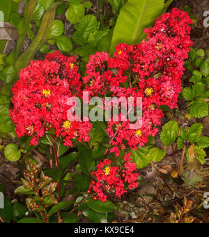 Cluster of vivid red flowers and dark green leaves of crepe myrtle / pride of India. Lagerstroemia fauriei x indica 'Coral Magic' on green background Stock Photo