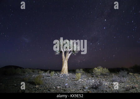 Africa galaxy night in the Karoo with lit tree Stock Photo