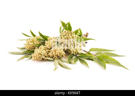 Bouquet of flowers of elderberry plant isolated on white background Stock Photo