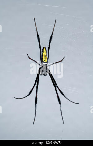 spider sits prominently in the net Stock Photo