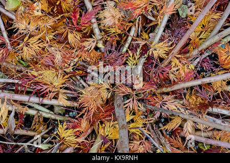 Fallen autumn leaves of a Japanese maple tree between stalks of  sedum. Stock Photo