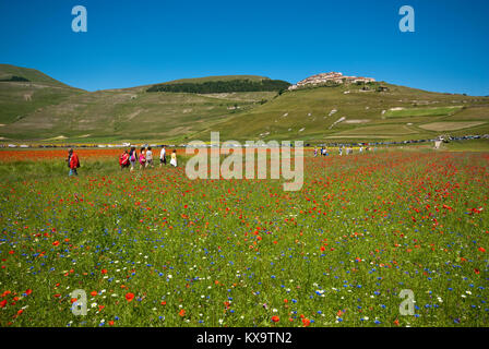 Flowering in Castelluccio di Norcia, Pian Grande, Sibillini Mountains National Park, Umbria, Italy Stock Photo