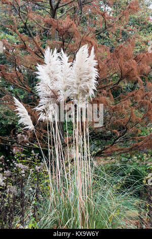 Close up of Pampas Grass (Cortaderia selloana} growing in England, UK Stock Photo