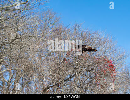 a large turkey in a tree eating red berries in sag harbor ny Stock Photo