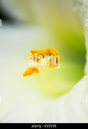 White day lily flower with yellow pollen and spiral center summer garden Stock Photo