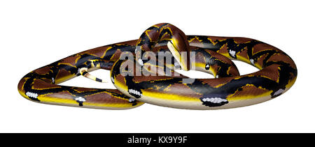 3D rendering of a Reticulated python or Python reticulatus, a species of python found in Southeast Asia, isolated on white background Stock Photo