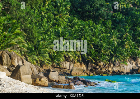 multiple palms in the wild jungle over granite rocks at the beach anse intendance on the seychelles. Turquoise water and white sand in wild paradise.. Stock Photo