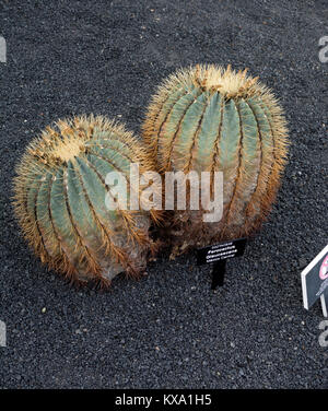 Ferocactus glaucescens (Glaucous Barrel Cactus), Jardin de Cactus, Guatiza, Lanzarote, Canary Islands, Spain. Stock Photo