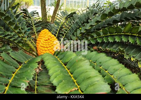 Encephalartos transvenosus plant in the garden in Lisbon, Portugal Stock Photo