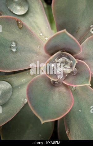 Succulent after Rain Storm Stock Photo