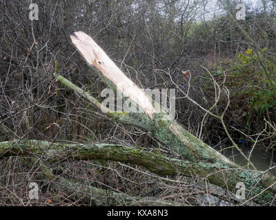 A tree snapped by the effect storm winds in Essex near Great Bardfield Stock Photo
