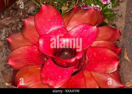 Bromeliad, Neoregelia 'Star No.1 Performer' with vivid red leaves Stock Photo