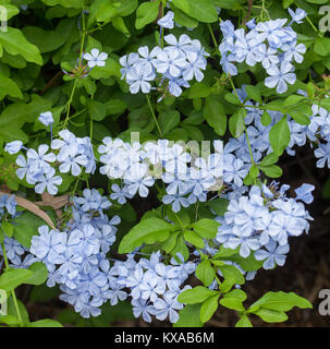 Cluster of pale blue flowers of Plumbago auriculata, evergreen garden ...