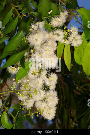 Cluster of creamy white flowers of Syzygium floribundum, weeping lilly pilly tree, Australian native plant Stock Photo