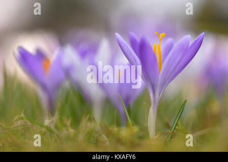 Flowers of Spring crocus (Crocus vernus) in a meadow,Saxony-Anhalt,Germany Stock Photo