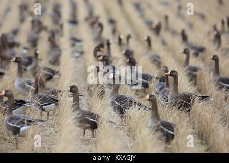 Greater White-fronted Goose (Anser albifrons) in Japan Stock Photo