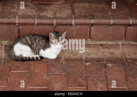 Stray cat lays down on ground. Stock Photo