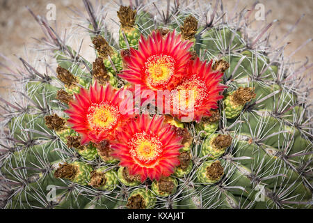 Red flowering Fishhook Barrel Cactus (Ferocactus wislizeni), Tucson, Arizona, USA Stock Photo