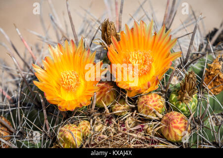 Orange flowering Fishhook Barrel Cactus (Ferocactus wislizeni), Tucson, Arizona, USA Stock Photo