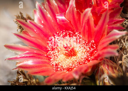 Red flower of Fishhook Barrel Cactus (Ferocactus wislizeni), Tucson, Arizona, USA Stock Photo