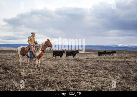 Clouds over rancher herding cattle on horse and looking at camera, Oregon, USA Stock Photo