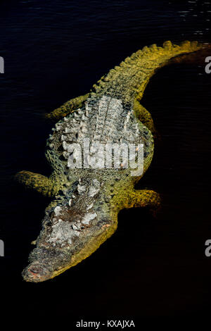 American Crocodile  (Crocodylus acutus), Everglades NP, Florida USA, by Bill Lea/Dembinsky Photo Assoc Stock Photo