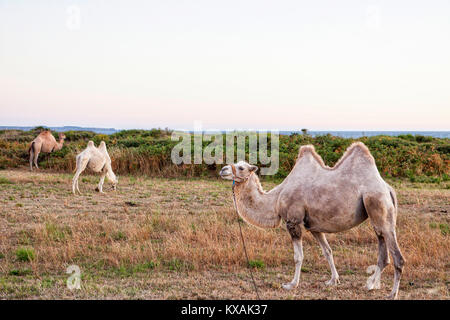 Camels and dromedary from Zavatta Circus grazing in moor, Zavatta Circus, Kerroch, Brittany, France Stock Photo