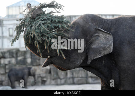 Berlin, Germany. 8th Jan, 2018. Asian elephant Frosja eats a Christmas tree at the wildlife park in Berlin, Germany, 8 January 2018. Christmas trees that weren't sold during the holidays are being fed to the animals. Credit: Maurizio Gambarini/dpa/Alamy Live News Stock Photo