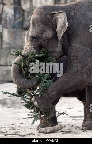 Berlin, Germany. 8th Jan, 2018. Asian elephant Kewa eats a Christmas tree at the wildlife park in Berlin, Germany, 8 January 2018. Christmas trees that weren't sold during the holidays are being fed to the animals. Credit: Maurizio Gambarini/dpa/Alamy Live News Stock Photo
