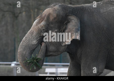 Berlin, Germany. 8th Jan, 2018. Asian elephant Astra eats a Christmas tree at the wildlife park in Berlin, Germany, 8 January 2018. Christmas trees that weren't sold during the holidays are being fed to the animals. Credit: Maurizio Gambarini/dpa/Alamy Live News Stock Photo