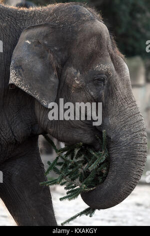 Berlin, Germany. 8th Jan, 2018. Asian elephant Astra eats a Christmas tree at the wildlife park in Berlin, Germany, 8 January 2018. Christmas trees that weren't sold during the holidays are being fed to the animals. Credit: Maurizio Gambarini/dpa/Alamy Live News Stock Photo