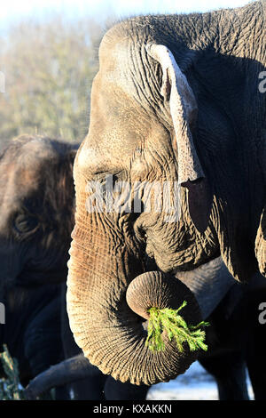 Berlin, Germany. 8th Jan, 2018. Asian elephant Louise eats a Christmas tree at the wildlife park in Berlin, Germany, 8 January 2018. Christmas trees that weren't sold during the holidays are being fed to the animals. Credit: Maurizio Gambarini/dpa/Alamy Live News Stock Photo