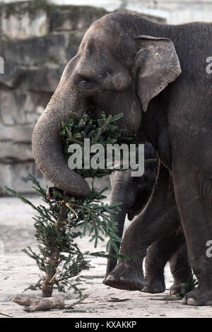 Berlin, Germany. 8th Jan, 2018. Asian elephant Kewa eats a Christmas tree at the wildlife park in Berlin, Germany, 8 January 2018. Christmas trees that weren't sold during the holidays are being fed to the animals. Credit: Maurizio Gambarini/dpa/Alamy Live News Stock Photo