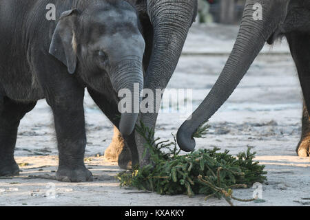 Berlin, Germany. 8th Jan, 2018. Asian elephants eat Christmas trees at the wildlife park in Berlin, Germany, 8 January 2018. Christmas trees that weren't sold during the holidays are being fed to the animals. Credit: Maurizio Gambarini/dpa/Alamy Live News Stock Photo