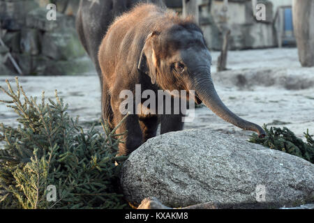 Berlin, Germany. 8th Jan, 2018. Asian baby elephant Edgar eats a Christmas tree at the wildlife park in Berlin, Germany, 8 January 2018. Christmas trees that weren't sold during the holidays are being fed to the animals. Credit: Maurizio Gambarini/dpa/Alamy Live News Stock Photo