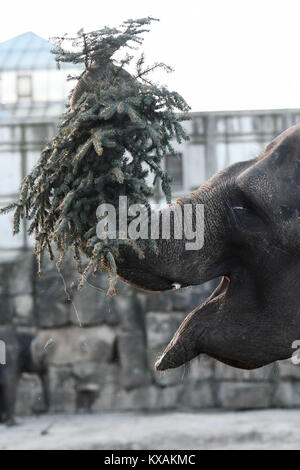 Berlin, Germany. 8th Jan, 2018. Asian elephant Frosja eats a Christmas tree at the wildlife park in Berlin, Germany, 8 January 2018. Christmas trees that weren't sold during the holidays are being fed to the animals. Credit: Maurizio Gambarini/dpa/Alamy Live News Stock Photo