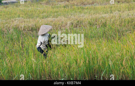 Vietnamese worker in a rice fields. Stock Photo