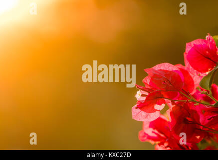 Bougainvillea flowers backlit against setting sun Stock Photo